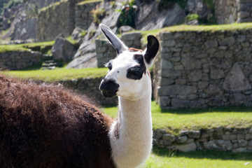 South America - Peru. Llama posing on main plaza in the lost Inca city of Machu Picchu.