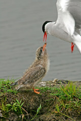 USA, Alaska, Potter's Marsh. Arctic tern adult in flight feeding chick. Credit as: Cathy & Gordon Illg / Jaynes Gallery / DanitaDelimont.com