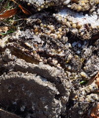 Destroyed hornet's nest. Drawn on the surface of a honeycomb hornet's nest. Larvae and pupae of wasps. Vespula vulgaris
