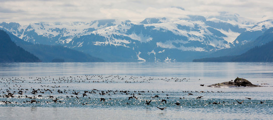 USA, Alaska, Glacier Bay National Park. Surf scooter birds on ocean water. Credit as: Don Paulson / Jaynes Gallery / DanitaDelimont.com