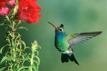 Fototapeta na wymiar USA, Arizona. Broad-billed hummingbird male hovering by flower. 