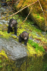 USA, Alaska, Inside Passage. Two grizzly bear cubs near Anan Creek. Credit as: Nancy Rotenberg / Jaynes Gallery / DanitaDelimont.com