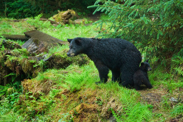 USA, Alaska, Inside Passage. Mother black bear and cub near Anan Creek. Credit as: Nancy Rotenberg / Jaynes Gallery / DanitaDelimont.com