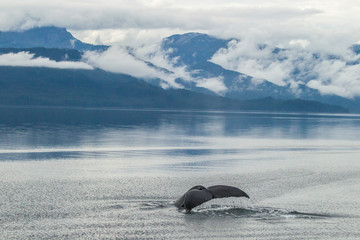 Obraz premium USA, Alaska, Tongass National Forest. Humpback whale diving. Credit as: Cathy & Gordon Illg / Jaynes Gallery / DanitaDelimont.com