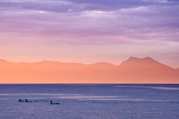 USA, Alaska, Ketchikan. Three orcas surface at sunset.  © Jaynes Gallery/Danita Delimont