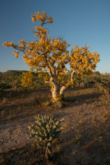 Baja California, Mexico. Yellow leaves on an Elephant tree (Pachycormus discolor), cacti and desert vegetation