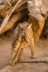 USA, Arizona, Arizona-Sonora Desert Museum. Captive bobcat feeding. Credit as: Cathy and Gordon Illg / Jaynes Gallery / DanitaDelimont.com