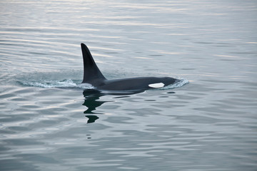 USA, Alaska, Inside Passage, Orcas Cruising