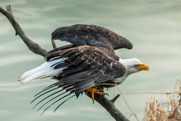 Obraz premium USA, Alaska, Chilkat Bald Eagle Preserve. Bald eagle taking flight. Credit as: Cathy & Gordon Illg / Jaynes Gallery / DanitaDelimont.com