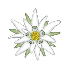Edelweiß Alpen Blume, Oktoberfest Vektor Element Vektor Illustration isoliert auf weißem Hintergrund