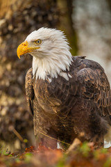 USA, Alaska, Chilkat Bald Eagle Preserve. Bald eagle on ground. Credit as: Cathy & Gordon Illg / Jaynes Gallery / DanitaDelimont.com