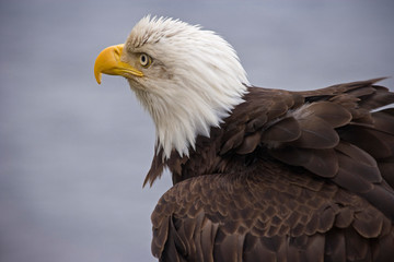 Obraz premium USA, Alaska, Ketchikan. Close-up rear view of bald eagle. 
