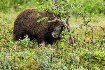 USA, Alaska, Nome. Young musk ox rubbing its horns on tree. Credit as: Cathy & Gordon Illg / Jaynes Gallery / DanitaDelimont.com