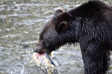 Brown Bear, Ursus Arctos. Hyder, Alaska, USA