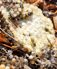 Destroyed hornet's nest. Drawn on the surface of a honeycomb hornet's nest. Larvae and pupae of wasps. Vespula vulgaris