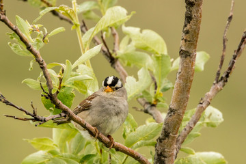 USA, Alaska, Nome. White-crowned sparrow in tree. Credit as: Cathy & Gordon Illg / Jaynes Gallery / DanitaDelimont.com
