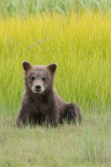 Fototapeta premium USA, Alaska. Grizzly bear cub, Ursus arctos Horribilis, sits in a meadow in Lake Clark National Park.