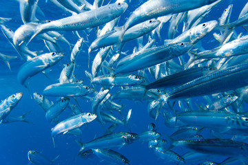 Fototapeta na wymiar Sailfish (Istiophorus albicans) feeding on Brazilian Sardines (Sardinella brasiliensis) about 10 miles offshore from Isla Mujeres, Yucatan Peninsula, Mexico