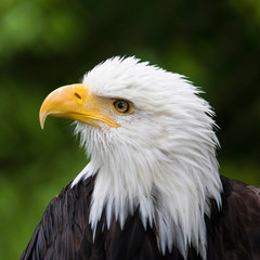 Raptor Center, Sitka, Alaska. Close-up of a bald eagle.