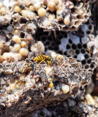 Destroyed hornet's nest. Drawn on the surface of a honeycomb hornet's nest. Larvae and pupae of wasps. Vespula vulgaris