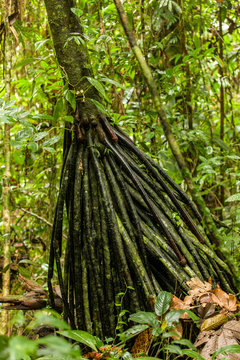 Luna Nueva Rainforest in Costa Rica. A walking palm tree (Socratea exorrhiza) has its roots above ground.