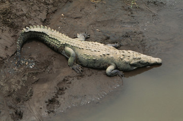 Costa Rica, American crocodile resting on bank of Tarcoles River