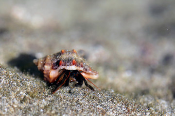 Central America; Costa Rica, Pacific Coast. Hermit Crab close-up.