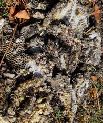 Destroyed hornet's nest. Drawn on the surface of a honeycomb hornet's nest. Larvae and pupae of wasps. Vespula vulgaris