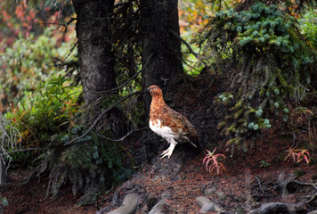 North America, USA, Alaska, Denali National Park. A Willow Ptarmigan (Lagopus lagopus), Alaska State bird