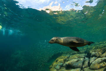 Obraz premium California Sea Lions (Zalophus californianus), Los Islotes Marine Preserve, Espiritu Santo Island, near La Paz, area, Baja California, Mexico