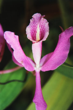 Costa Rica, Close-up of pink orchid in Lankester botanical gardens
