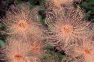 North America, USA, Alaska, ANWR. Open seed pod of arctic wildflower