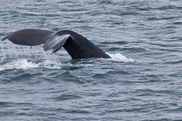 Fototapeta premium USA, Alaska, Inside Passage, Orcas Cruising