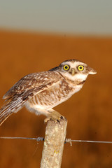aves 