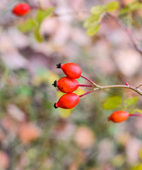 Red ripe briar berries, macro photo. Hips bush with ripe berries. Berries of a dogrose on a bush....