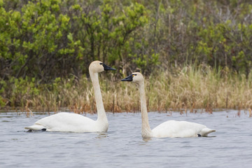 Tundra Swan Pair