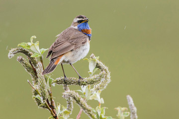 Bluethroat Singing