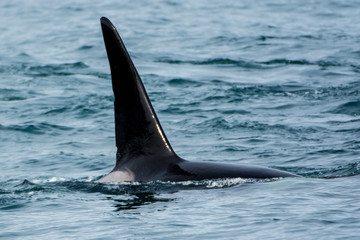 Killer whale or orca pod (Orcinus orca), Resurrection Bay, Kenai Fjords National Park, Alaska, USA.
