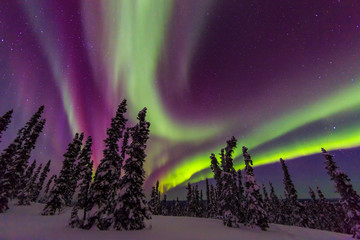 Aurora borealis, northern lights, near Fairbanks, Alaska - obrazy, fototapety, plakaty