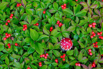 Obraz premium USA, Alaska, Nancy Lake State Recreation Area. Bunchberry and fly agaric mushrooms. Credit as: Don Paulson / Jaynes Gallery / DanitaDelimont.com