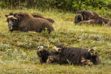 USA, Alaska, Nome. Musk ox female rolling in grass. Credit as: Cathy & Gordon Illg / Jaynes Gallery / DanitaDelimont.com