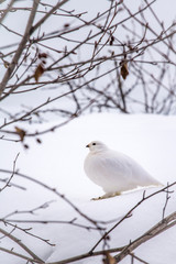 USA, Alaska. Side view of a willow ptarmigan (Lagopus lagopus) in winter camouflage.