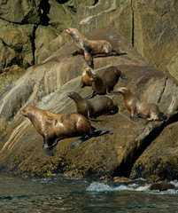 USA, Pacific Northwest, Alaska, Kenai Fjords National Park. Steller's sea lions taking it easy.