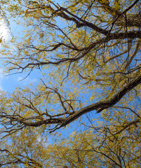 branches of willow against the sky. Yellow leaves.