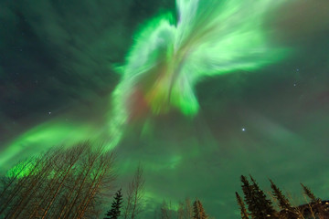 Viewing straight up at Corona, explosion of light, Aurora borealis, northern lights, near Fairbanks, Alaska
