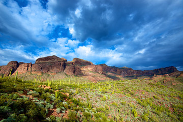 Organ Pipe Cactus National Monument, Ajo Mountain Drive winds through the desert forest of Saguaro and Organ Pipe cactus to the Ajo Mountains. Ajo Mountains at sunset.