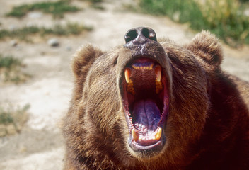 Growling Brown Bears (Ursus Arctos), captive, Alaska