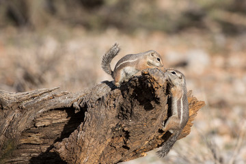 USA, Arizona, Buckeye. Two Harris's antelope squirrels on log.