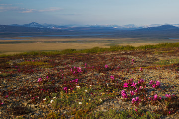 Sub-arctic Tundra Landscape