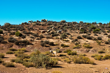 USA, Arizona, Hopi Indian Reservation, Grazing Sheep